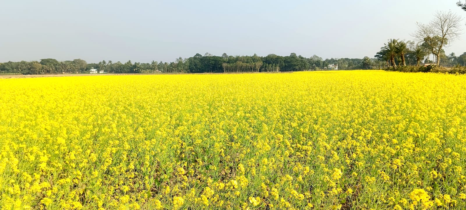 ঝিনাইদহে সরিষার মাঠে দুলছে ‘কাঁচা সোনা’ রঙ