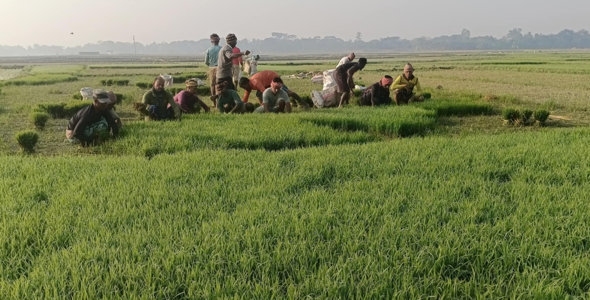 বোরো আবাদে ব্যস্ত হাওরাঞ্চলের কৃষকরা 