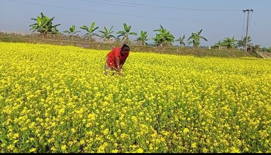 খাগড়াছড়িতে সরিষা চাষে আগ্রহ বাড়ছে কৃষকদের 