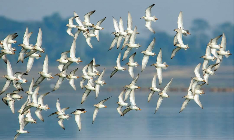 ভোলার তারুয়া সৈকত'সহ চরাঞ্চল অতিথি পাখিদের আগমনে মুখর