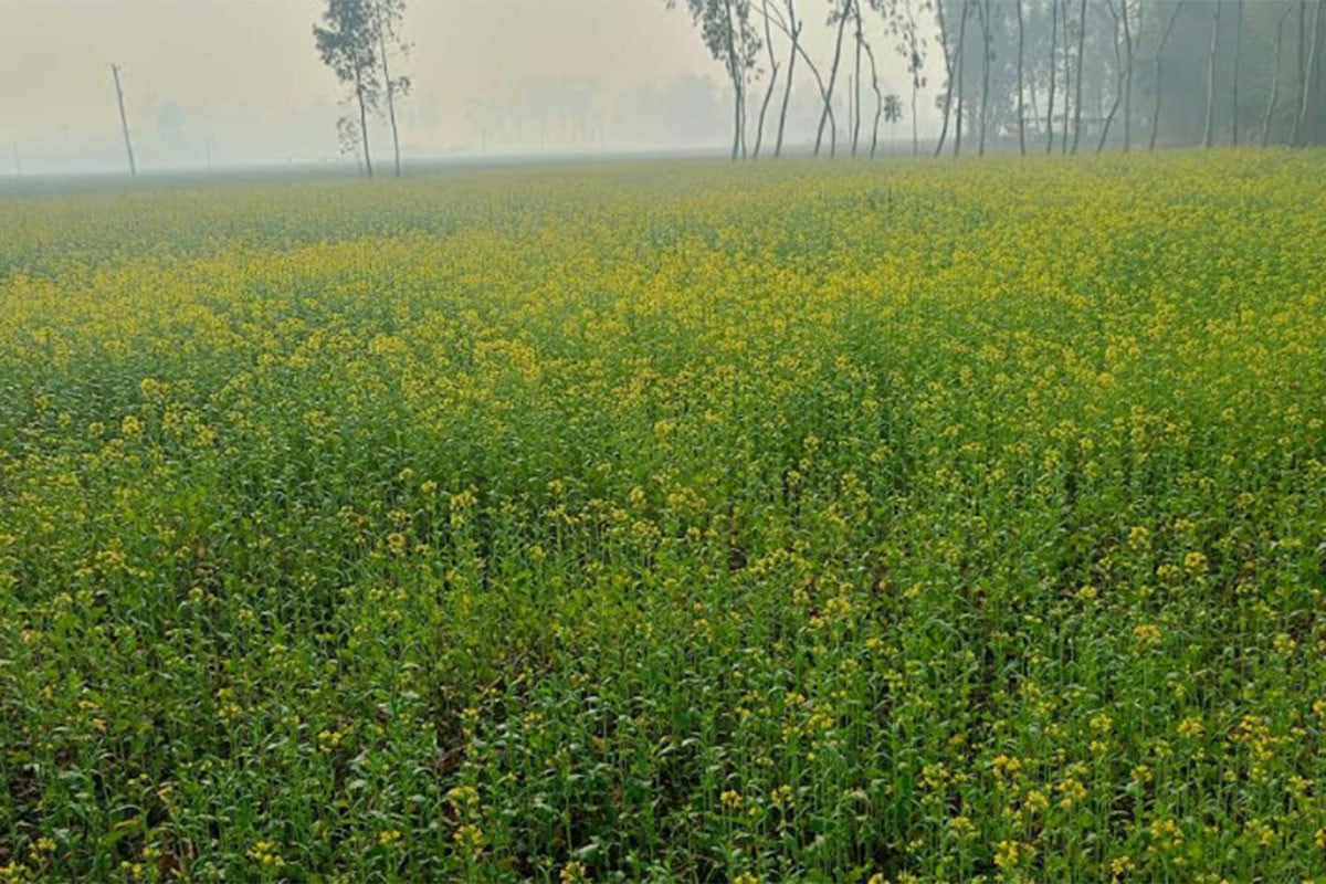 রংপুরে সরিষা ক্ষেতে মধু চাষ করে বাড়তি আয়ের আশা