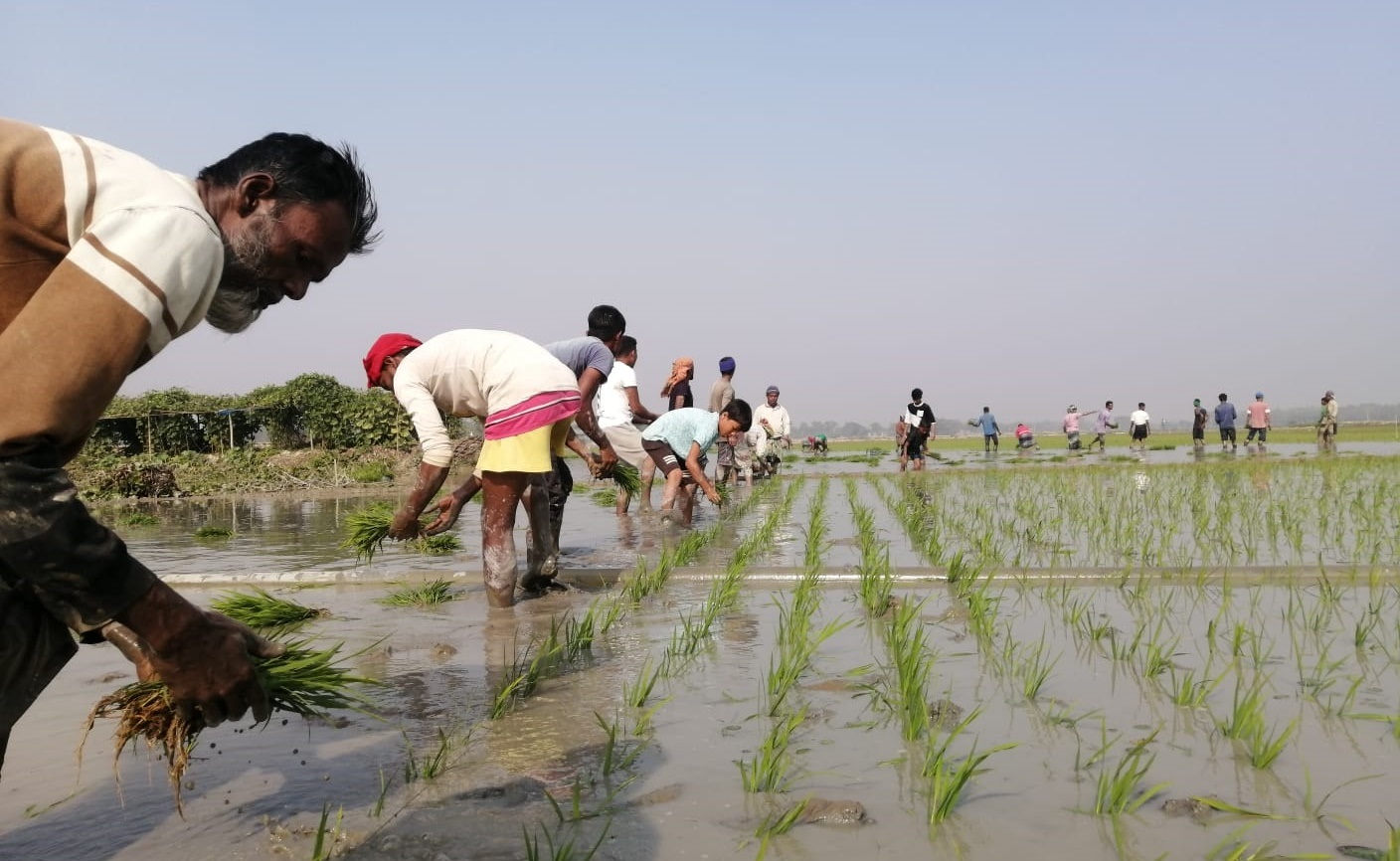 সুনামগঞ্জে ২ লাখ ২৩ হাজার ৪১০ হেক্টর জমিতে বোরো আবাদের লক্ষ্যমাত্রা নির্ধারণ