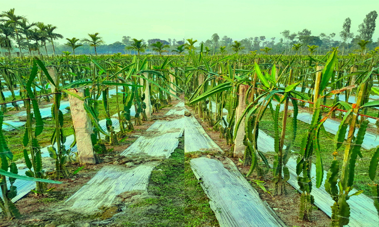 লালমনিরহাটে কৃষি উদ্যোক্তা হয়ে সফল মৃণাল