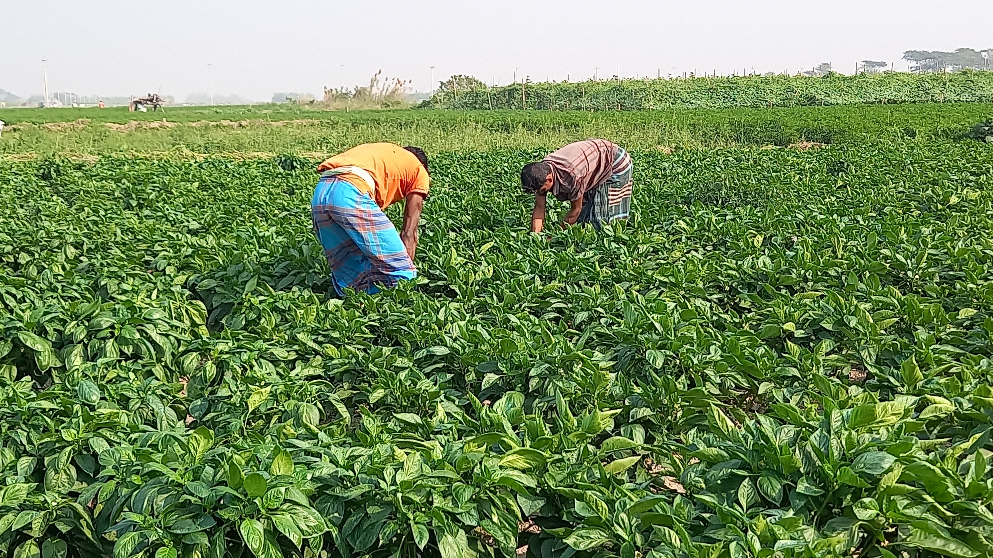 ভোলার চরাঞ্চলে ফসলের ক্ষেতে সবুজের সমারোহ