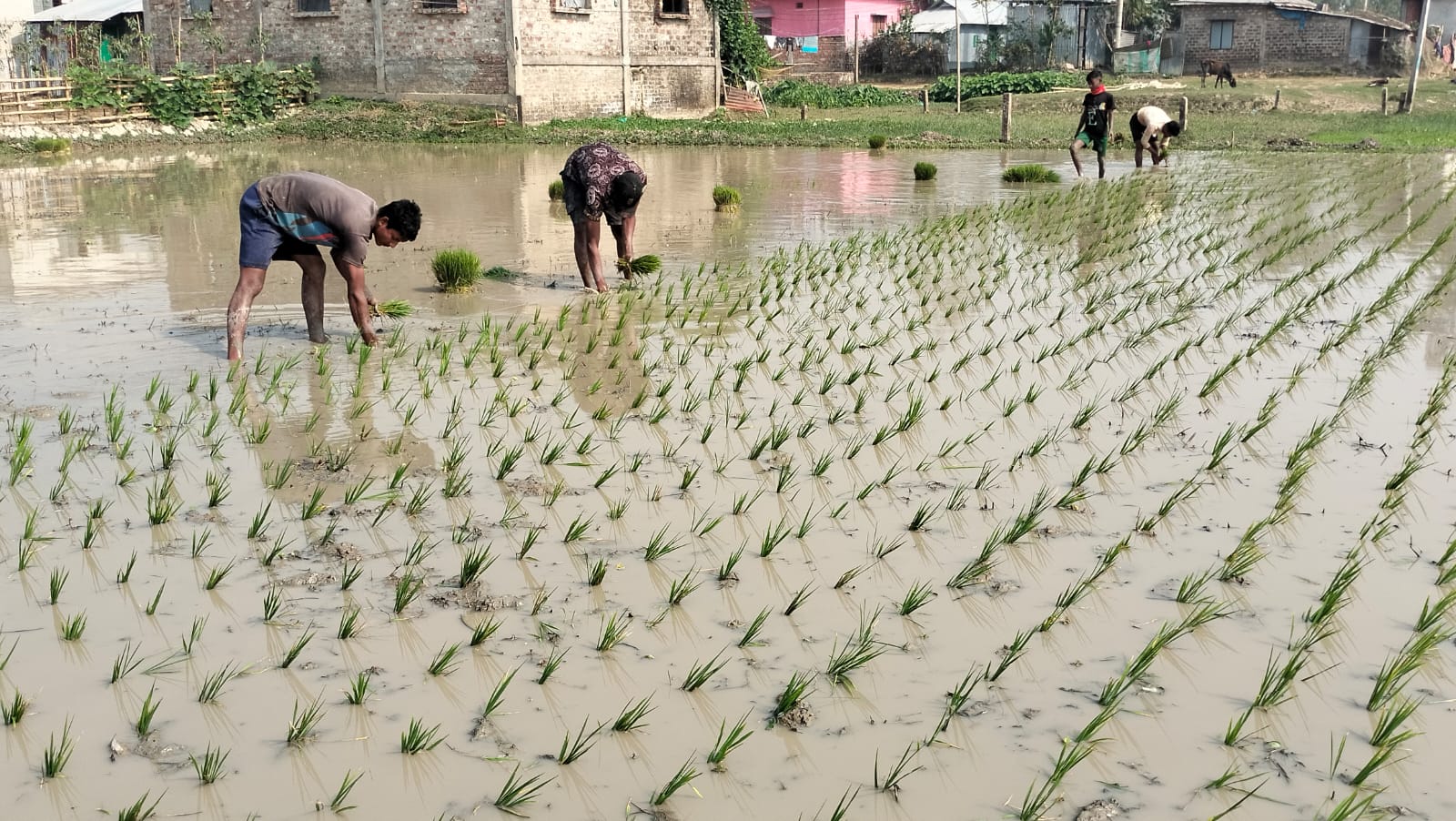 হবিগঞ্জে বোরো চাষে সংকট নেই সারও ডিজেলের