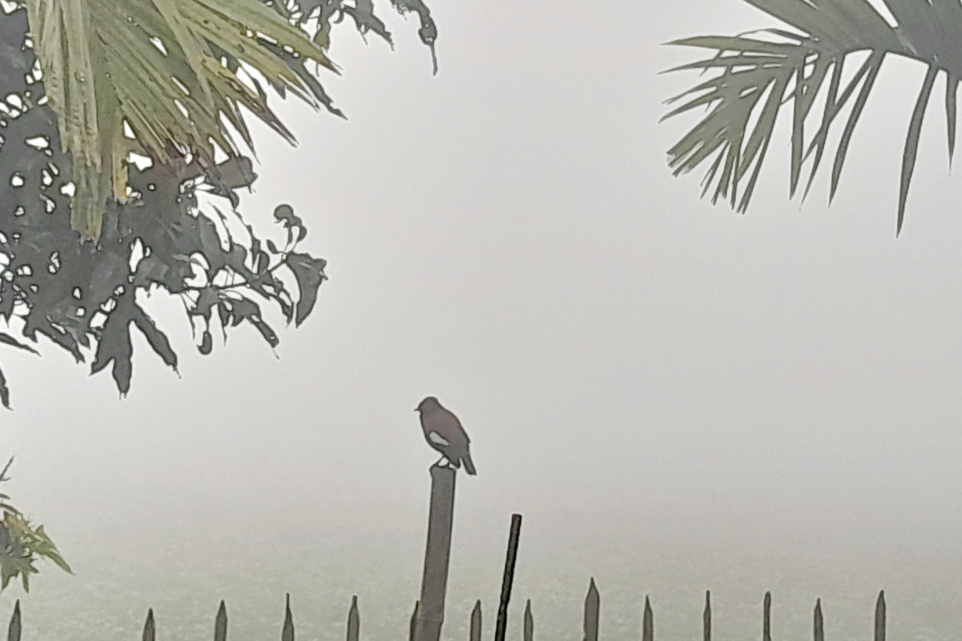 লালমনিরহাটে ঘন কুয়াশায় মানুষের দুর্ভোগ বেড়েছে