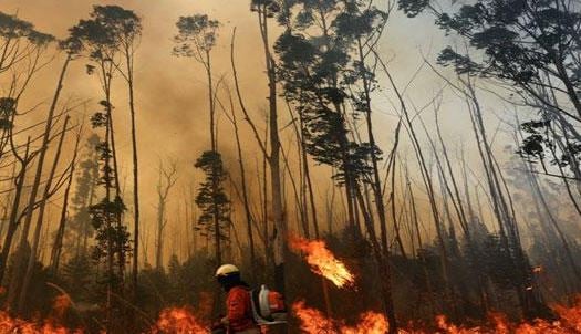 ২০২৪ সালে ব্রাজিলে দাবানলে ৭৯ শতাংশ এলাকা পুড়ে গেছে