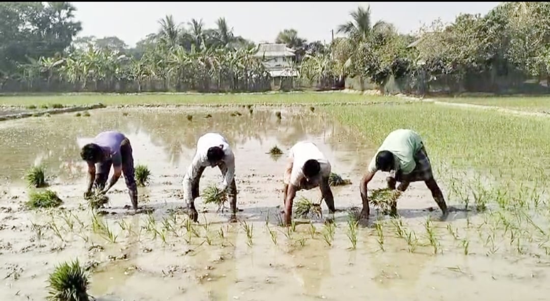 রংপুরে কুয়াশার মধ্যেও জীবিকার লড়াই