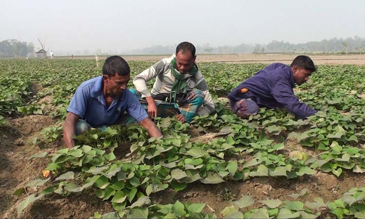 শেরপুরের মিষ্টি আলু চাষে কৃষকদের আগ্রহ বাড়ছে