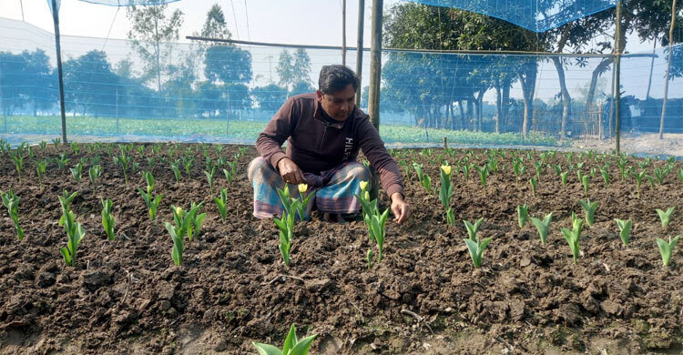 দিনাজপুরে প্রথম বারের মত চাষ হচ্ছে টিউলিপ, ফুল ফোটার অপেক্ষায় এলাকাবাসী  