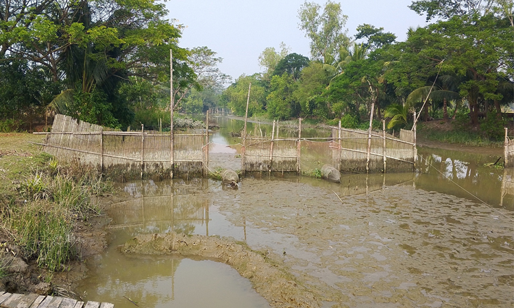 বাগেরহাটে মাছ ধরার অপকৌশলে বলেশ্বর নদী নাব্যতা হারাচ্ছে