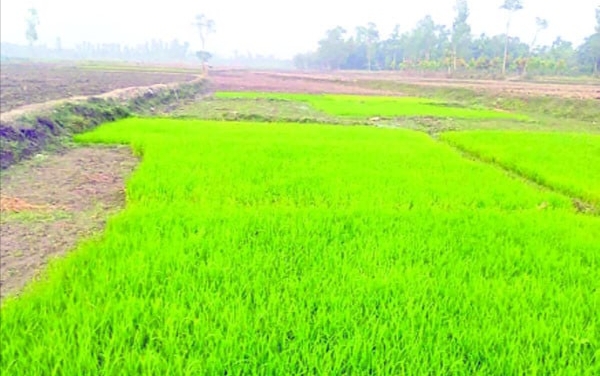 অস্তিত্ব সংকটে রংপুরের চার নদী: নদীগুলো এখন ফসলের খেত 