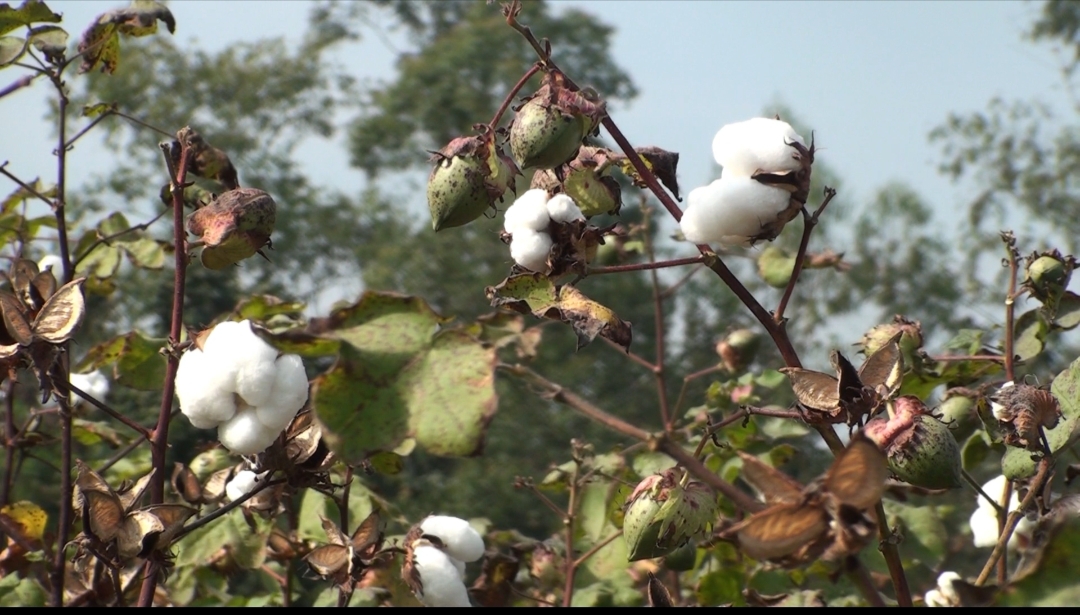 শেরপুরে তুলা চাষে আগ্রহ বাড়ছে কৃষকদের