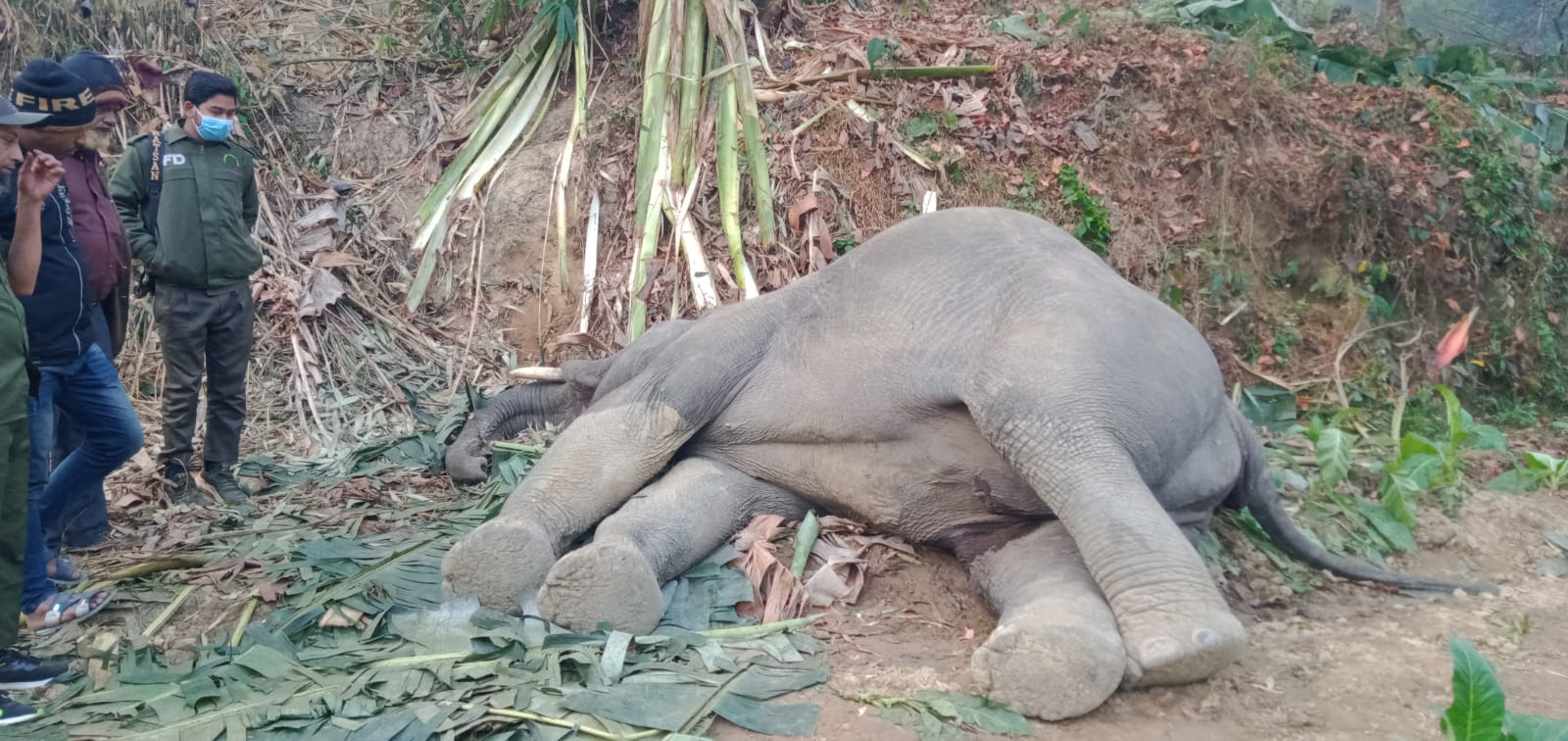 চকরিয়ায় বৈদ্যুতিক ফাঁদে পড়ে আবারো হাতির মৃত্যু