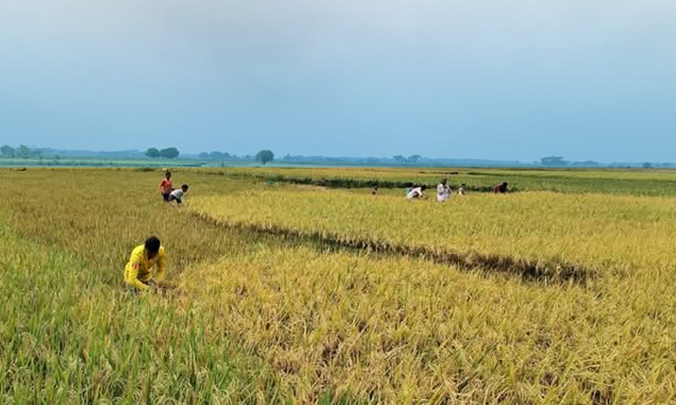 নেত্রকোনার হাওরাঞ্চলে ৬১ ভাগ জমির বোরো ধান কাটা সম্পন্ন