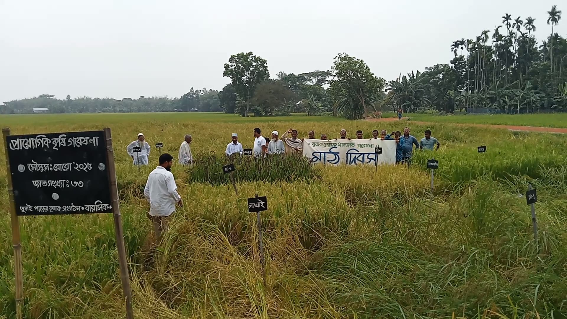 নেত্রকোনায় কৃষকদের নেতৃত্বে মাঠ দিবস অনুষ্ঠিত 