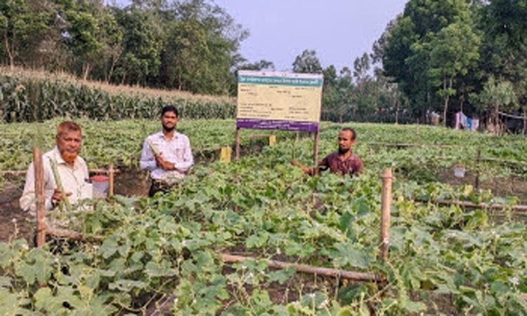 খানসামায় বিষমুক্ত সবজি চাষে সফল কৃষক নুরুল