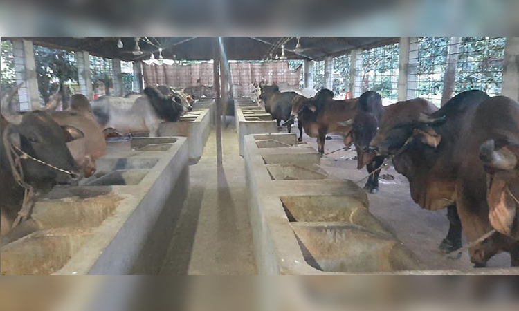 গরু মোটাতাজাকরণ উদ্যোগ রাজশাহীর গ্রামবাসীদের ভাগ্য উন্নয়নে ভূমিকা রাখছে 