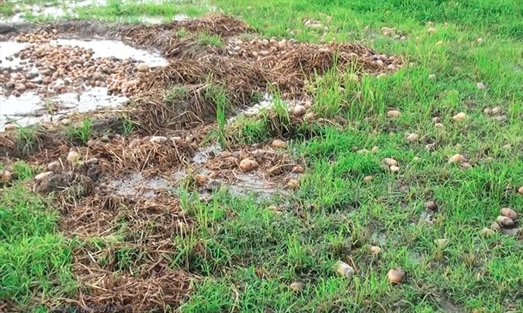 গলাচিপায় হিমাগারের অভাবে নষ্ট হচ্ছে প্রায় তিন হাজার মেট্রিক টন আলু