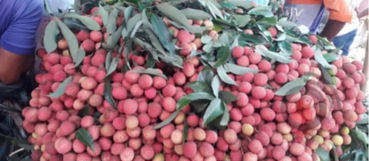 দিনাজপুরের বেদানা লিচু জিআই পণ্য হিসেবে তালিকা ভুক্ত