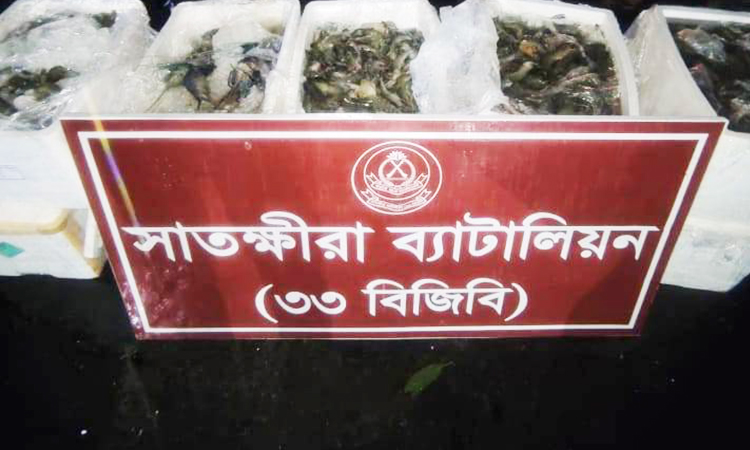 সাতক্ষীরায় জেলি পুশকৃত ৩শ’ কেজি চিংড়ি মাছ জব্দ