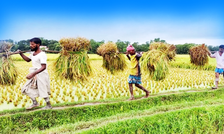 সিলেটের হাওরে শতভাগ ধান কাটা শেষ