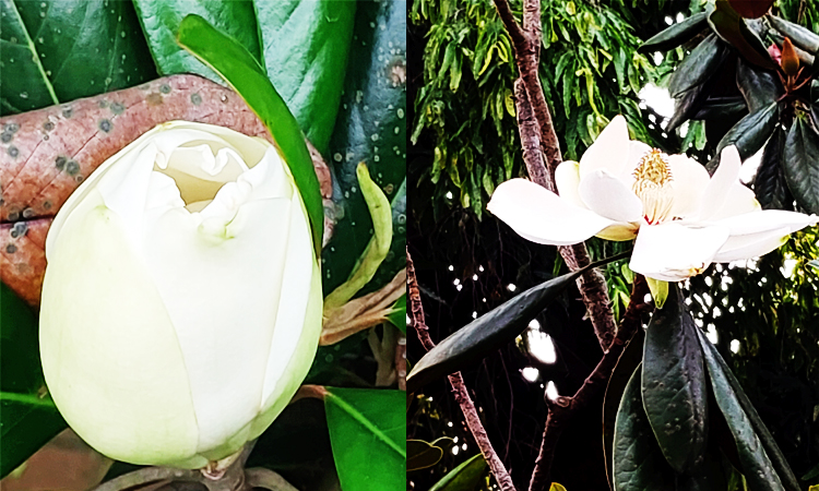 উত্তরা গণভবনের আঙিনায় হৈমন্তি আর ম্যাগনোলিয়ায় সুরভি