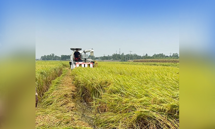 নাটোরের চলনবিলে সমলয় পদ্ধতিতে বোরো ধান চাষে সফলতা