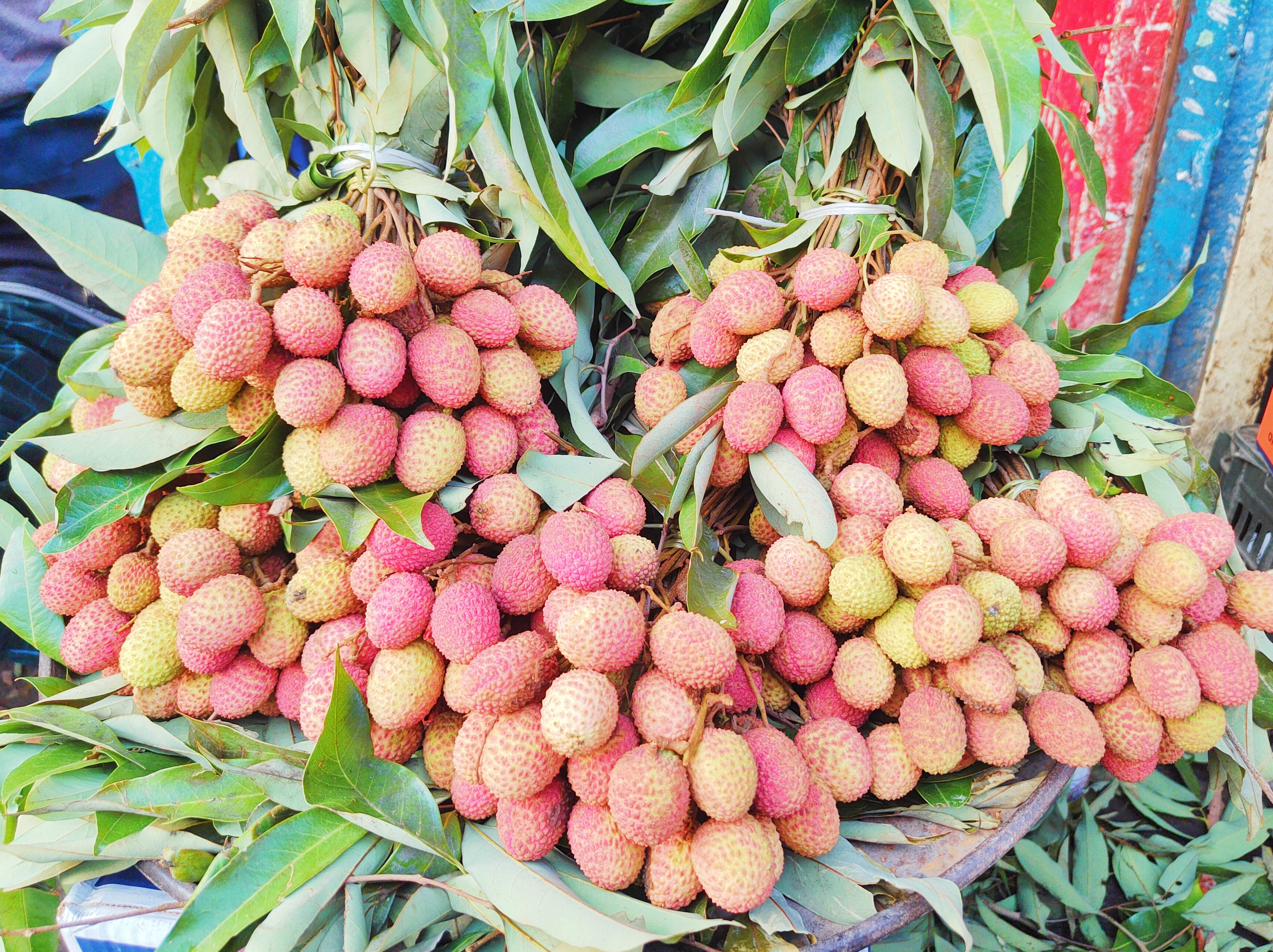 রাজশাহীর বাজারে আসতে শুরু করেছে লিচু