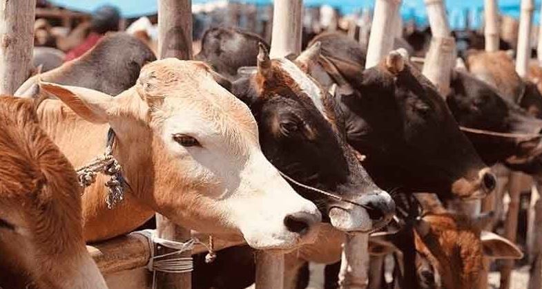 সিলেটে কোরবানিযোগ্য পশু তিন লাখ ৯ হাজার
