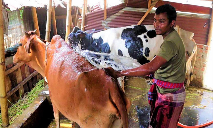 টিউশনির টাকায় গরুর খামার করে সফল রায়হান গ্রামের মানুষের দারিদ্র্য দূর করার স্বপ্ন দেখেন