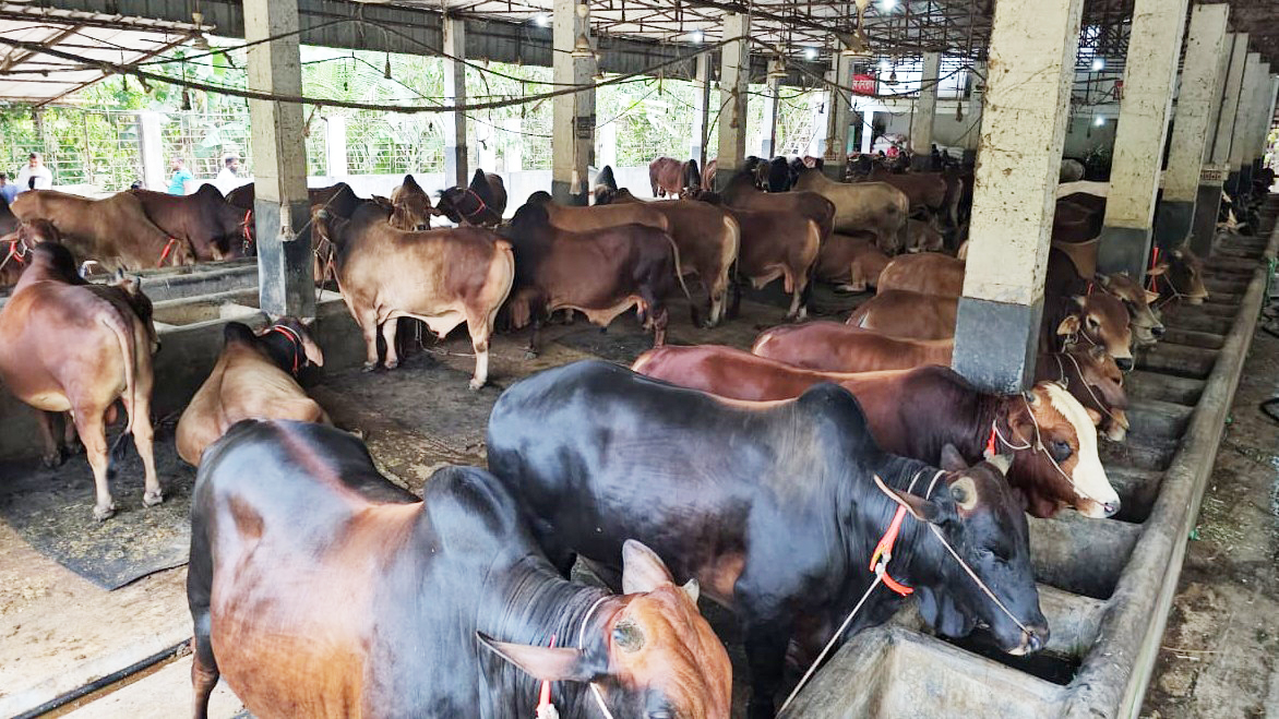 কুমিল্লায় এবার চাহিদার চেয়ে কোরবানির পশু বেশি