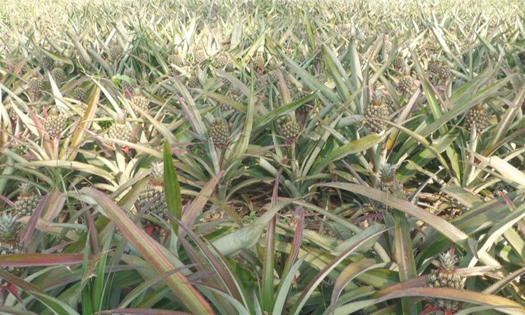 শেরপুরের গারো পাহাড়ে বাণিজ্যিক ভাবে আনারস চাষ শুরু