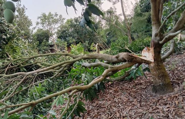 খাগড়াছড়িতে কালবৈশাখী ঝড়ে আমের ব্যাপক ক্ষতি