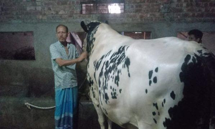 সম্রাটের ওজন ৪০ মণ, দাম ১৫ লাখ টাকা