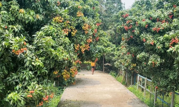নারায়ণগঞ্জে লিচুর অধিক ফলনে খুশি লিচু চাষীরা