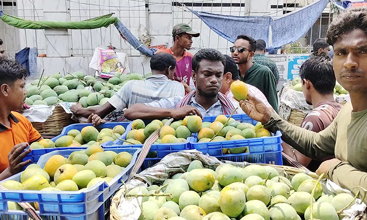 সাতক্ষীরায় বাগান থেকে হিমসাগর আম সংগ্রহ শুরু