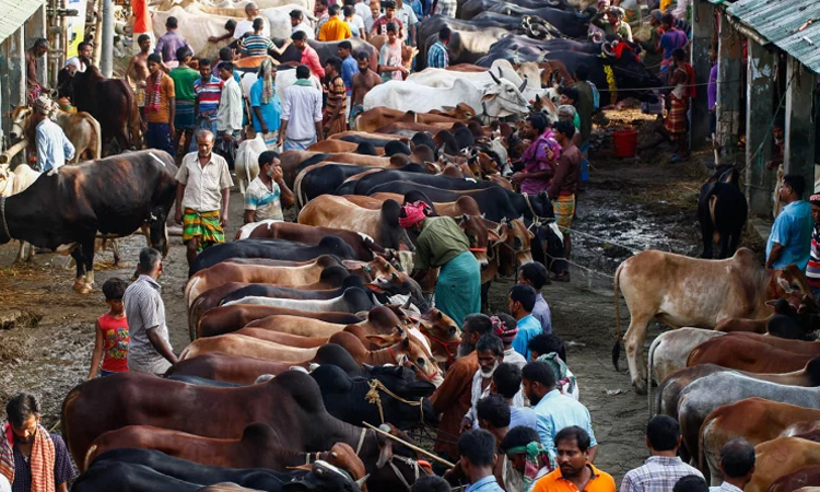 রাজধানীর ১৯টি কোরবানির পশুর হাটে থাকছে সর্বোচ্চ নিরাপত্তা
