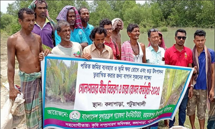 পটুয়াখালীতে কৃষকদের মধ্যে গোলপাতা বীজ বিতরণ