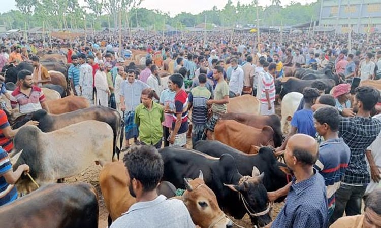 রাজশাহীতে ১.৬৭ লাখ অতিরিক্ত কোরবানির পশু