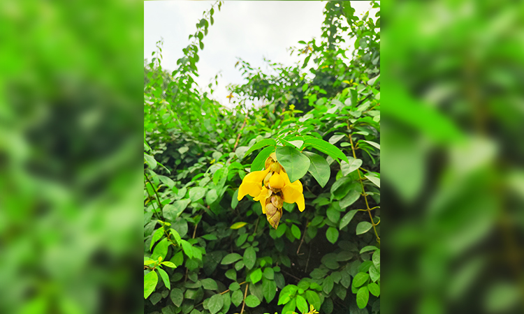 ‘ভাদ্রা’:  যেন এক ঝুলন্ত কানের দুল