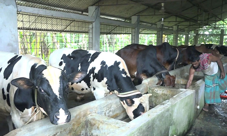 যশোরে কোরবানির জন্য একলাখ ১৪ হাজার ৫৭৪টি পশু প্রস্তুত 