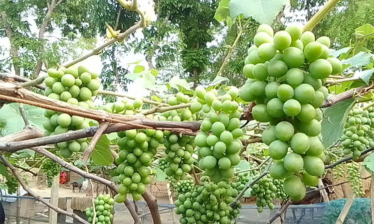 গাছে গাছে সবুজ আঙুর শরিফুল-মিম দম্পতির সুদিনের বার্তা