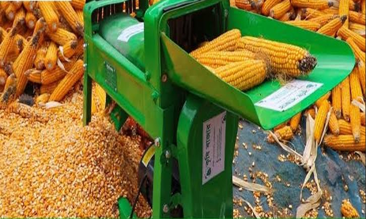 দিনাজপুরের ১৩ উপজেলায় ভুট্টা চাষিদের মহোৎসব 