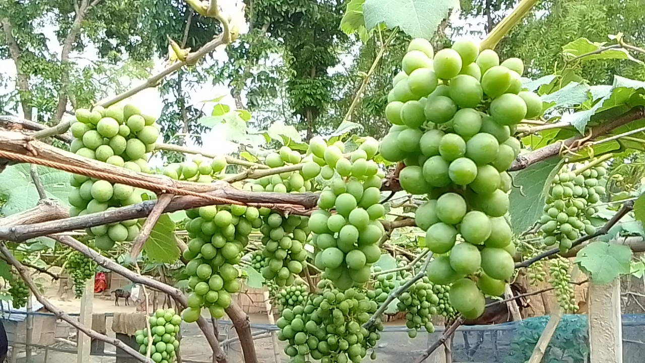 বাড়ির আঙ্গিনায় শরিফুল-মিমের আঙুর চাষ