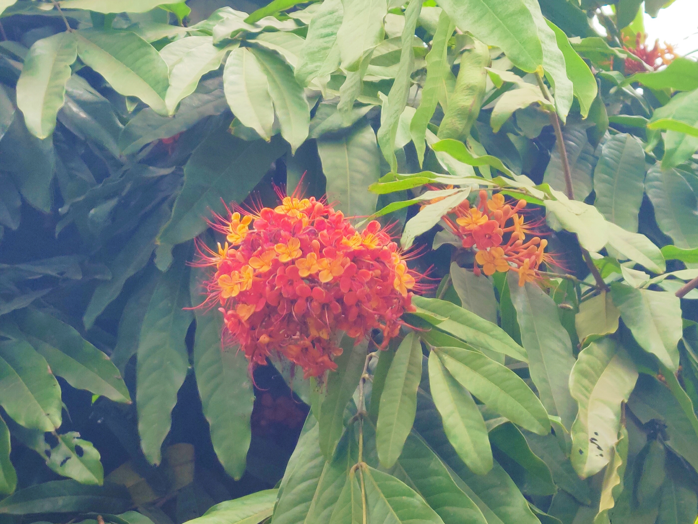 রমনায় অশোক গাছে ফুলের লুকোচুরি খেলা