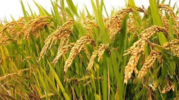 দিনাজপুর হাবিপ্রবির গবেষণায় রাসায়নিক ও কীটনাশকমুক্ত ধান উৎপাদনে সফলতা