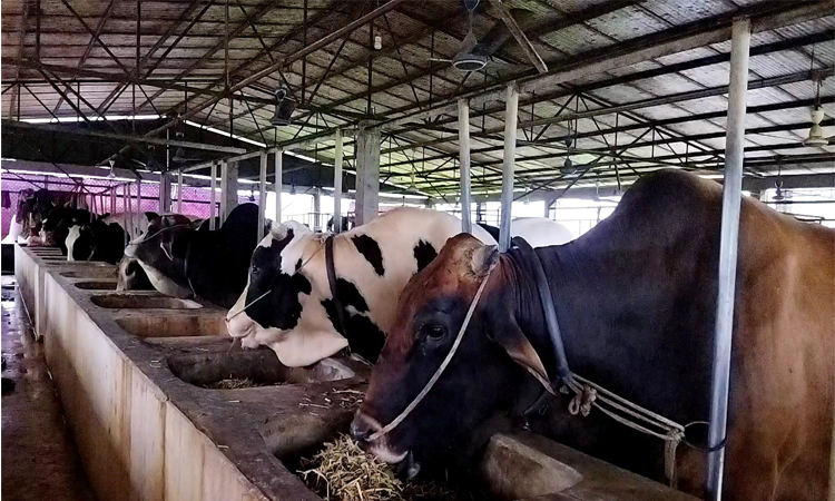 মেহেরপুরে কোরবানির জন্য প্রস্তুত ১ লাখ ৭১ হাজার পশু