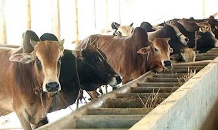 ভোলায় কোরবানির জন্য প্রস্তুত ১ লাখ ২ হাজার ৭ শ' ৬৯ টি গরু