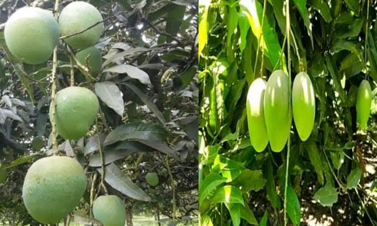 আমের মৌসুমে চাঁপাইনবাবগঞ্জে ২ হাজার কোটি টাকা বাণিজ্যের সম্ভাবনা